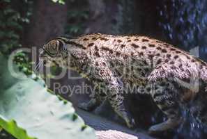 Ocelot