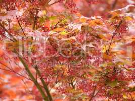 Red maple acer tree