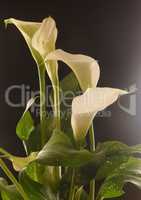 Trauer Blume: Calla