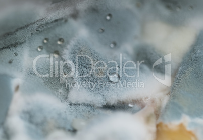 Macro view of blue mold with water drops on it