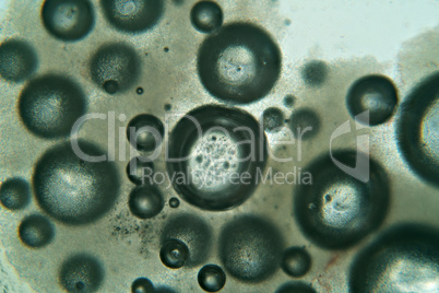View through microscope slide on water bubbles