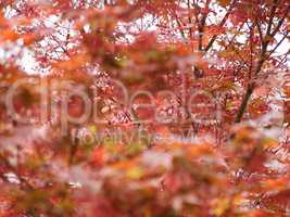 Red maple acer tree