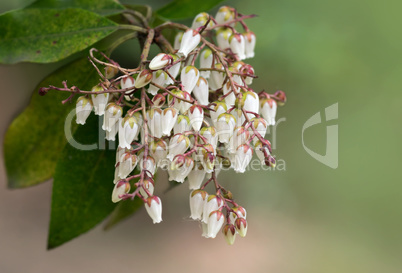 Blüten Strauch