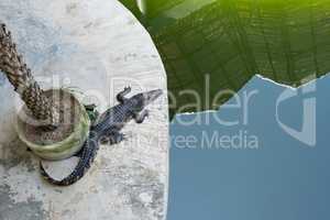 Top view of crocodile near water. Thailand