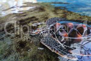 Image of beautiful sea turtle underwater