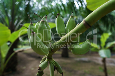 Image of unripe bananas growing. Phuket, Thailand
