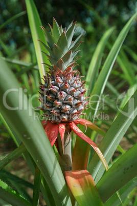 Image of pineapple growing on farm. Thailand