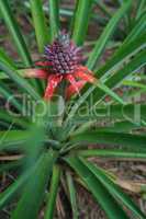 Image of pineapple ripens. Phuket, Thailand
