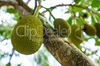 Image of breadfruit on tree. Phuket, Thailand