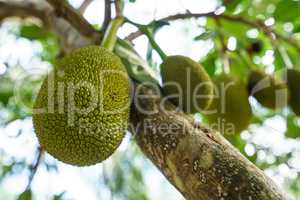 Image of breadfruit on tree. Phuket, Thailand