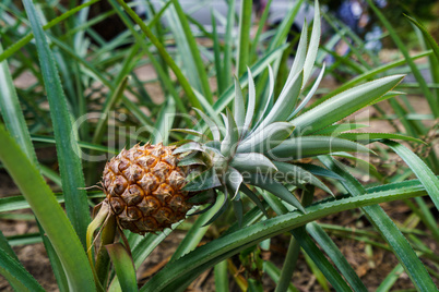 Image of ripe pineapple in tropical garden