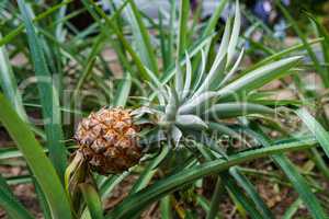 Image of ripe pineapple in tropical garden
