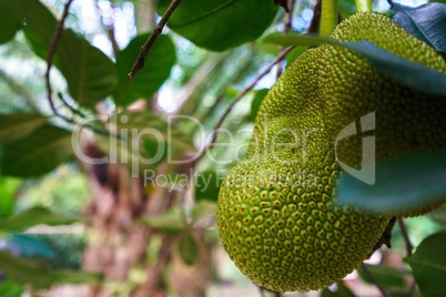 Image of breadfruit in tropical garden. Thailand