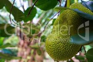 Image of breadfruit in tropical garden. Thailand
