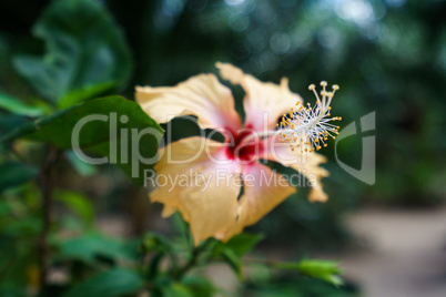 Image of beautiful hibiscus growing. Thailand