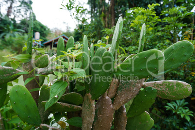 Image of cactus in rainforest. Phuket, Thailand