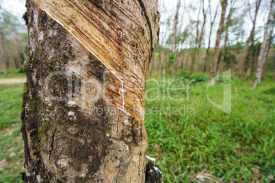 Thailand. Image of rubber tree, close-up