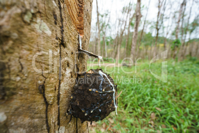 Rubber production in Thailand. Close-up of tree