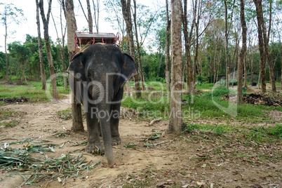 Image of elephant in rainforest. Thailand
