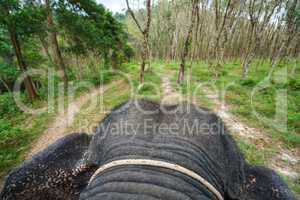 View from back of elephant on tropical forest