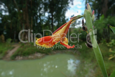 Bright flower on background of pond in rainforest