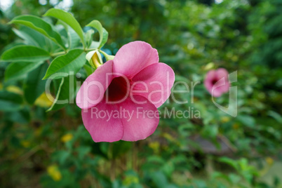 Beautiful pink flower in tropical garden, close-up
