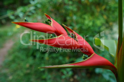 Heliconia Stricta. Exotic flower of Thailand