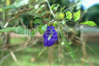 Beautiful bindweed in tropical garden. Thailand