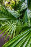 Image of large palm leaves. Phuket, Thailand