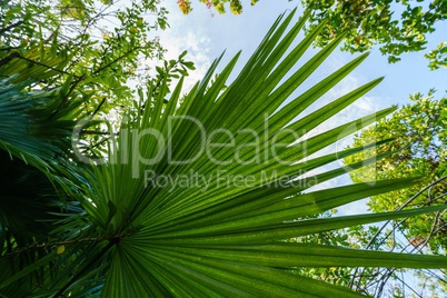 Image of palm leaf in rainforest. Thailand