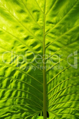 Leaf of exotic tropical plant, close-up. Thailand