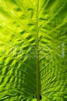 Leaf of exotic tropical plant, close-up. Thailand