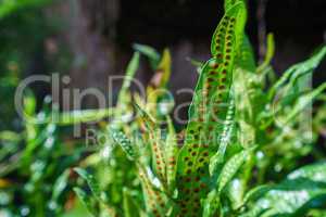 Image of exotic plant in tropical garden. Thailand