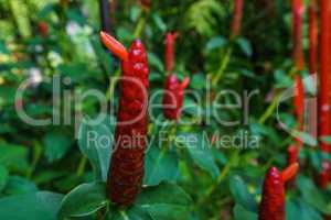 Image of Costus woodsonii, Red Button Ginger