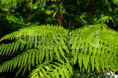 Image of beautiful tropical plant, close-up
