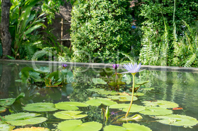 Image of pond with waterlilies in botanical garden