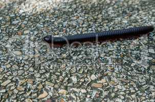 Image of centipede crawling on lane. Thailand