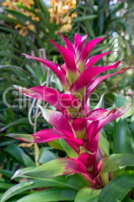 Amazing pink flower in tropical garden. Thailand