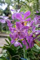Beautiful orchids bloom in garden. Thailand