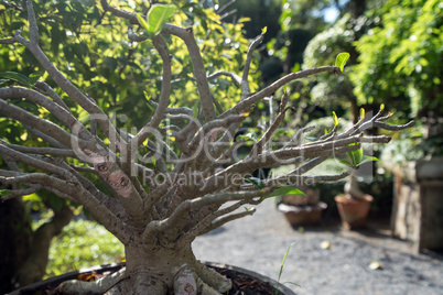 Amazing bonsai tree in tropical garden. Thailand