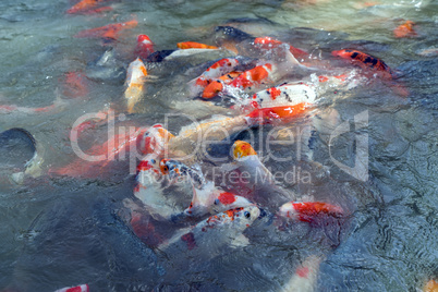 Image of colorful koi fishes swimming in pond