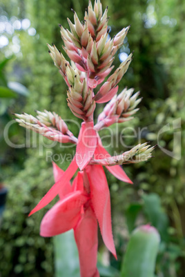 Image of amazing flower in garden. Thailand