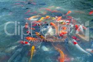 Image of fishes named Cyprinus carpio. Thailand