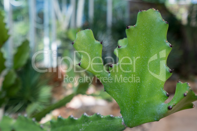 Cactus in tropical garden, close-up. Thailand