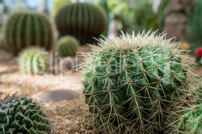 Image of cactuses, close-up. Phuket, Thailand