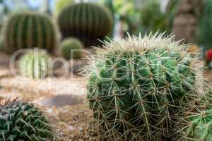 Image of cactuses, close-up. Phuket, Thailand