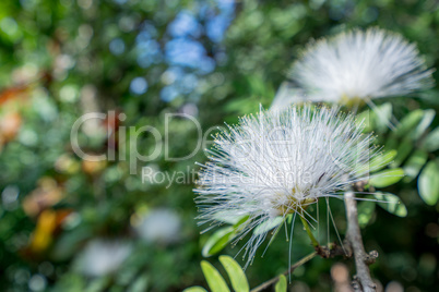 Image of white Mimosa Pudica. Thailand