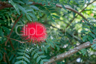 Red Mimosa Pudica in tropical garden. Thailand
