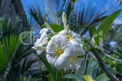 Beautiful exotic flower called Plumeria. Thailand