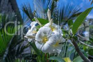 Beautiful exotic flower called Plumeria. Thailand